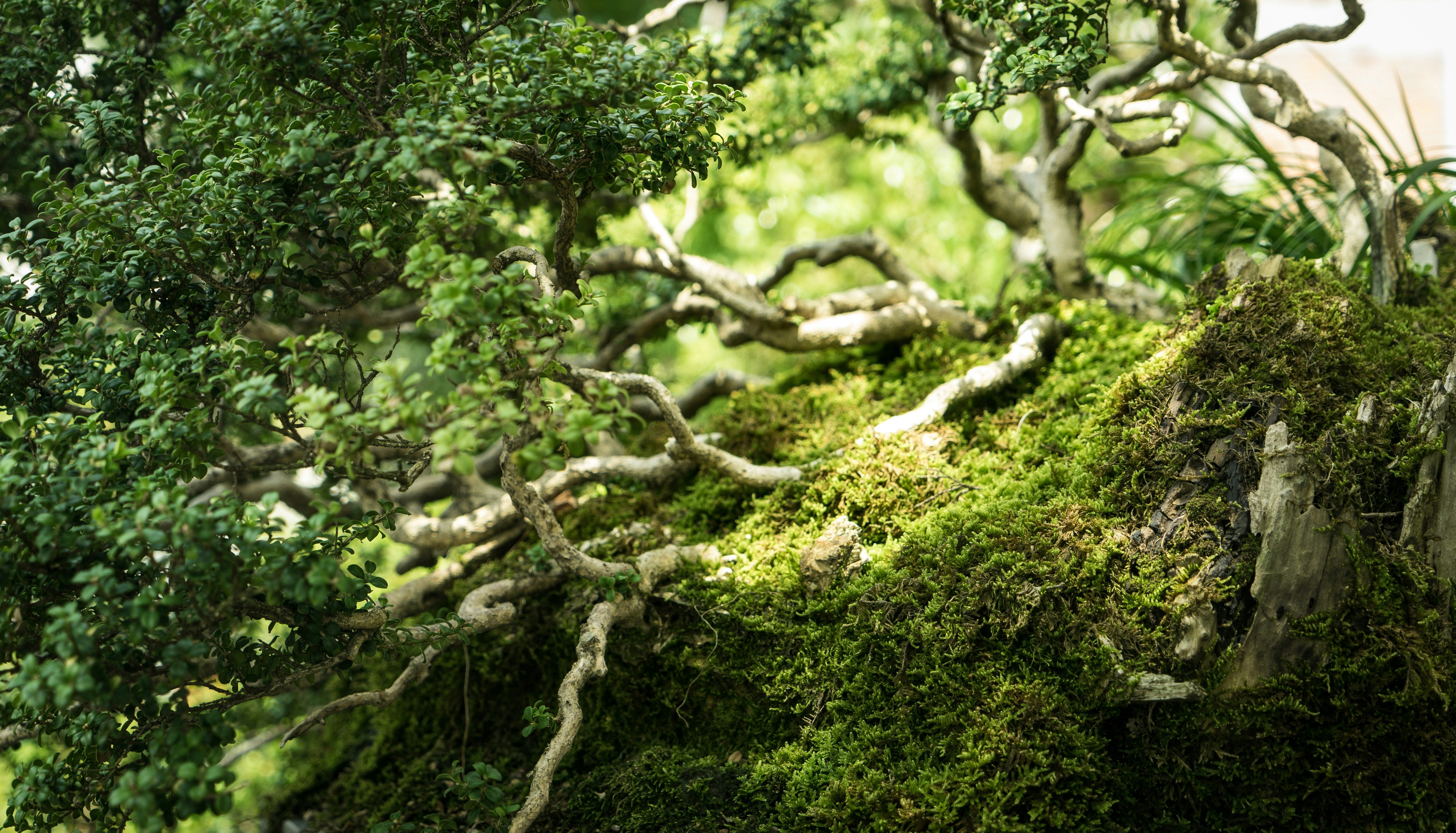 bosque gallego